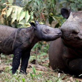 sumateran rhino ratu