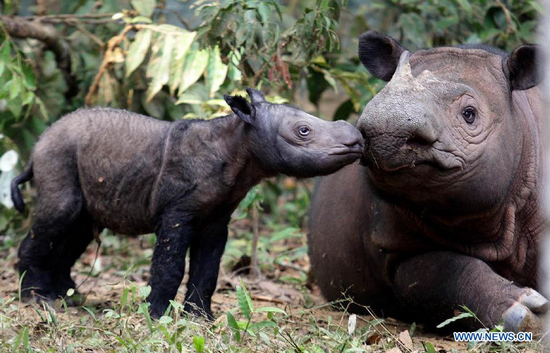 sumateran rhino ratu