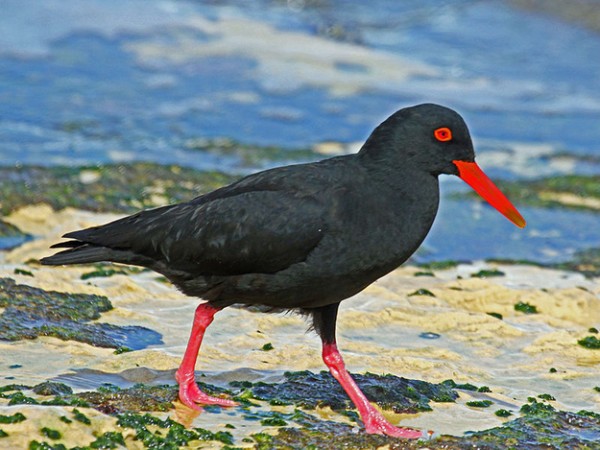 canarian oystercatcher