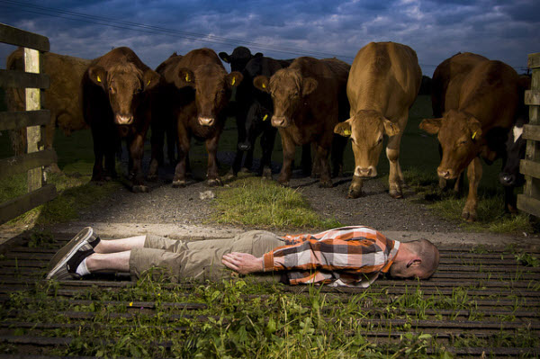 Planker and Cows