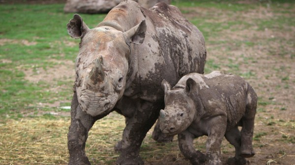 western black rhinoceros