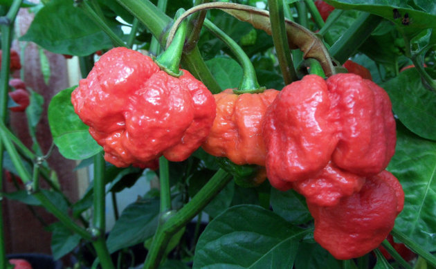 Cabai Terpedas di Dunia Trinidad Moruga Scorpion