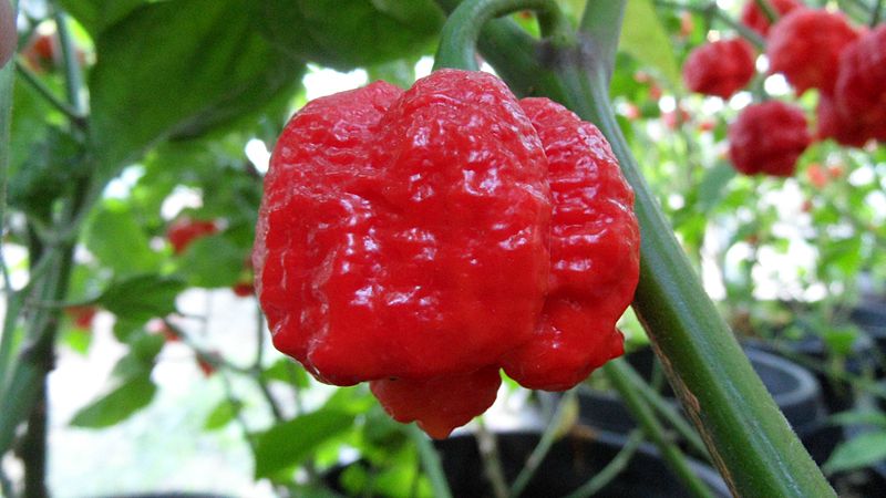 Trinidad Moruga Scorpion