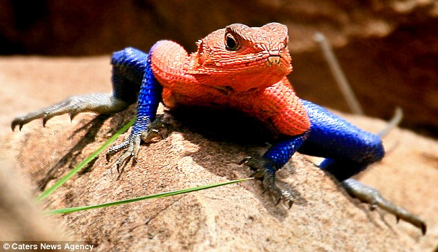 spiderman lizard