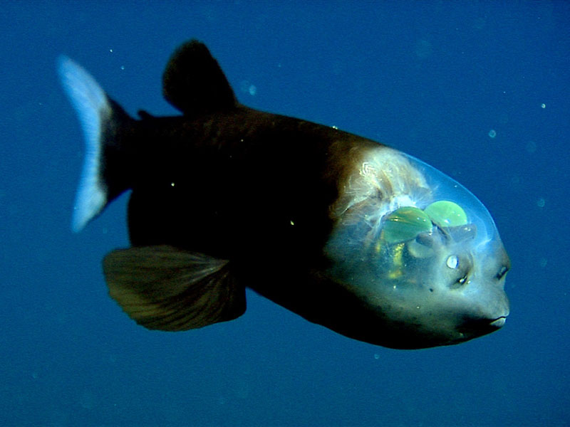 ikan kepala transparan