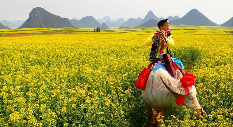 luoping flower field china