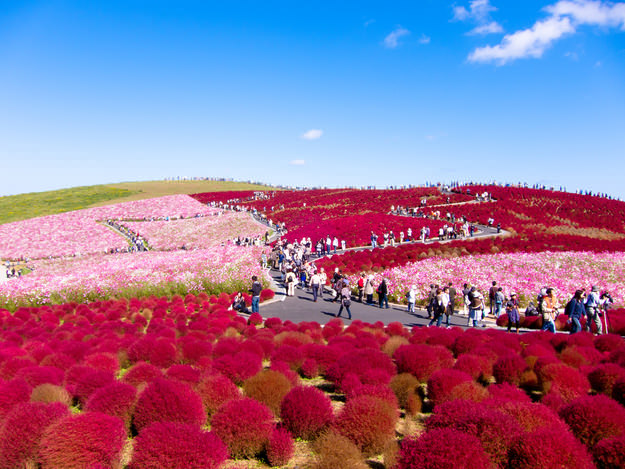 Hitachi Seaside Park 6