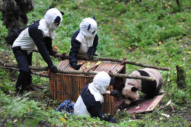 Mendekati Panda dengan Kostum Panda