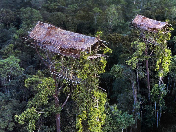 rumah pohon korowai papua 10