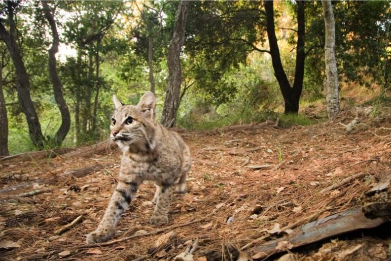 Bobcat by Sebastian Kennerknecht, Aptos, California