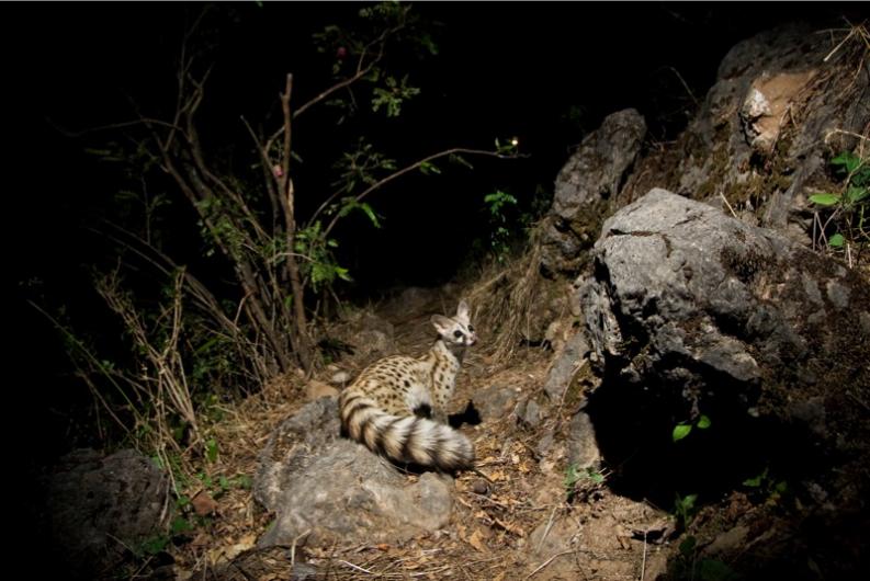 Common genet by Sebastian Kennerknecht, Hawf Protected Area, Yemen