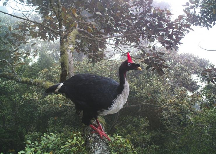 Horned guan by Javier Rivas, Guatemala