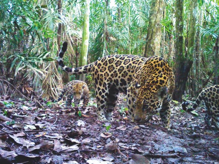 Jaguar family by Esteban Payán Garrido, Colombia