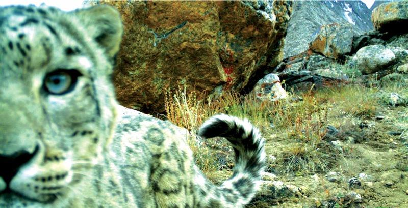 Snow leopard by Alex Diment, Zorkul Nature Reserve, Tajikistan