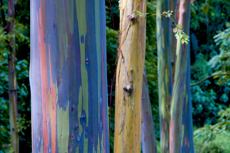 rainbow eucalyptus pohon penuh warna 4