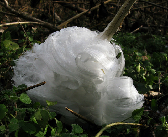 frost flower bunga es 3