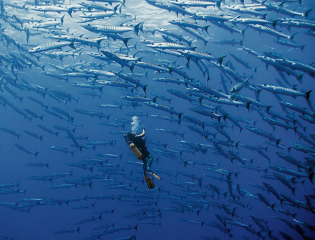 underwater photography alexander safanov 7