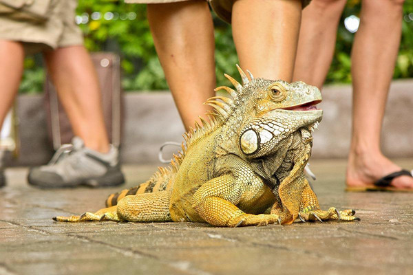 Biawak di Pantai