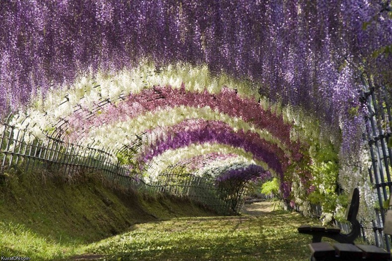 taman bunga ashikaga jepang