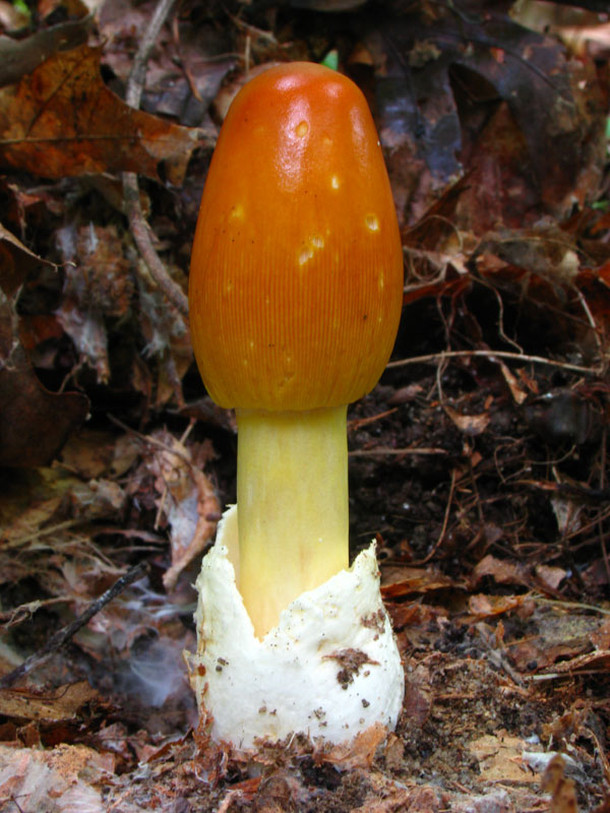 Caesar’s Mushroom (Amanita caesarea)