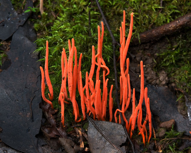 Coral Fungi (Clavulinopsis corallinorosacea)