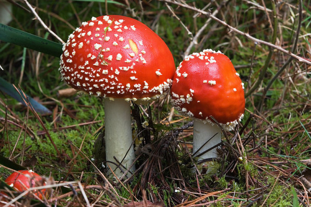 Fly Agaric (Amanita muscaria)