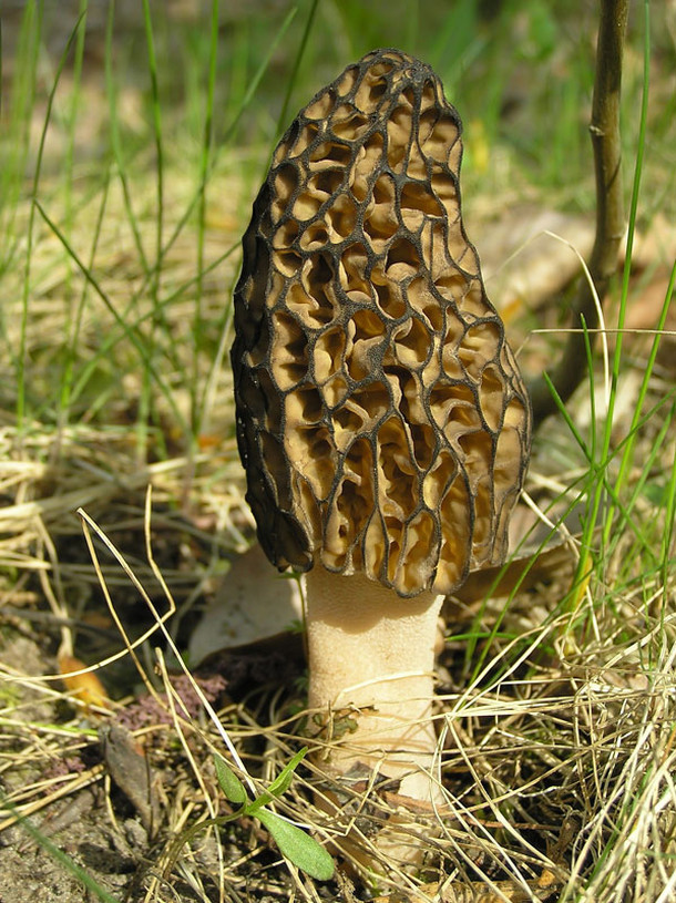 The Black Morel (Morchella conica)