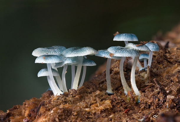 Pixie’s Parasol (Mycena interrupta)