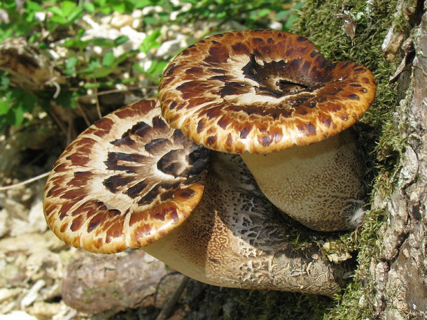 Drayd’s Saddle (Polyporus squamosus)