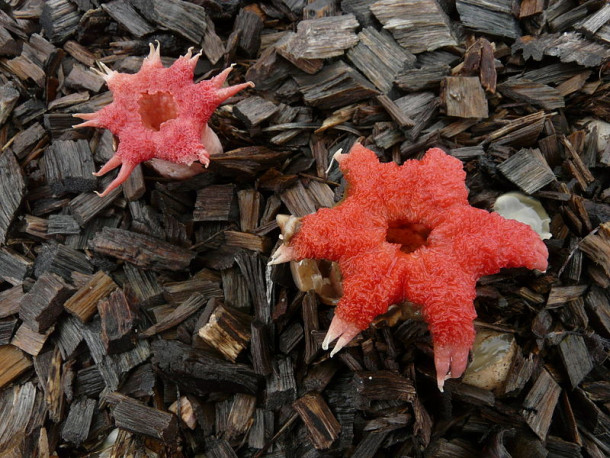 Anemone Stinkhorn (Aseroe rubra)