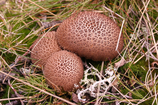 Umber-Brown Puffball (Lycoperdon umbrinum)