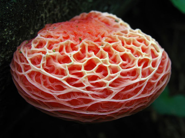 The Wrinkled Peach (Rhodotus palmatus)