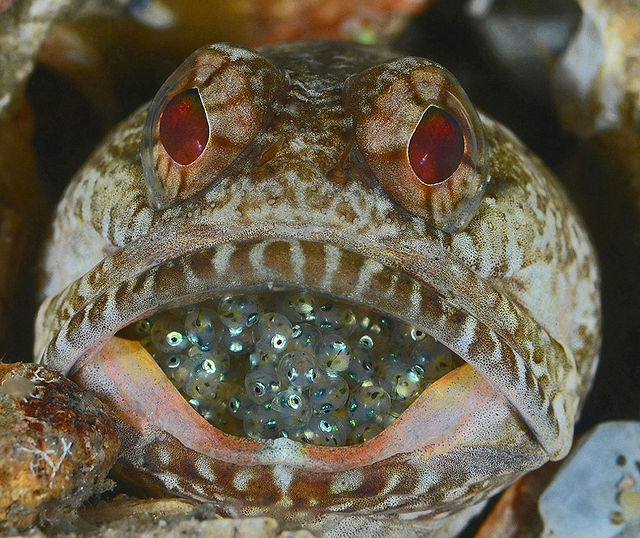 Miami Underwater Photo Contest - Fish or Marine Animal Portrait 3rd Place - Judy Townsend