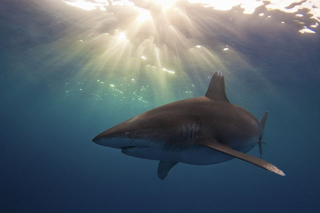 Miami Underwater Photo Contest - Student 3rd Place - Austin Gallagher