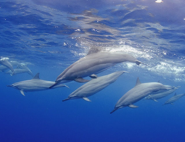 Miami Underwater Photo Contest - Wide-angle 2nd Place - Joseph Tepper