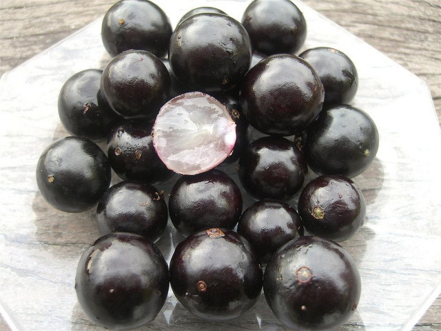 Jabuticaba_04