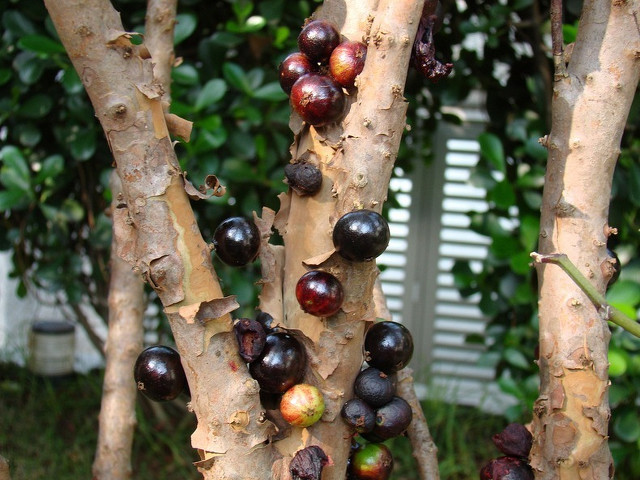 Jabuticaba_05