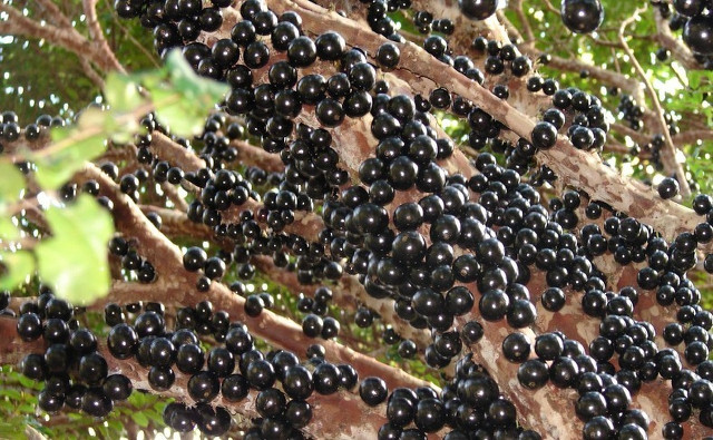 Jabuticaba_06