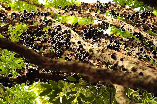 Jabuticaba_07