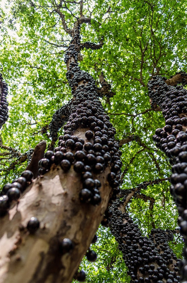 Jabuticaba_08