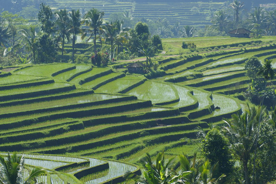 Subak Bali