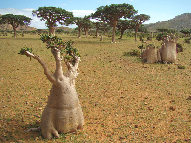 Socotra Adenium obesum So