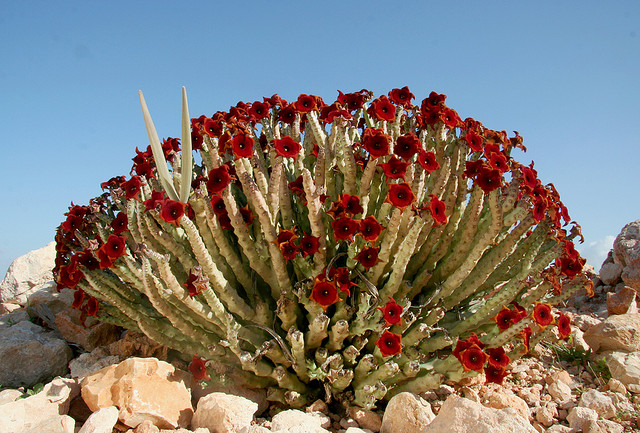 Socotra Caralluma socotrana