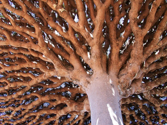 Socotra Dragon Tree Trunk