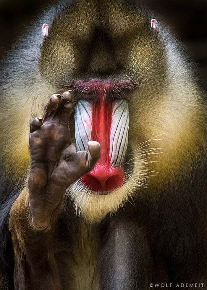 foto portrait binatang oleh wolf ademeit 1