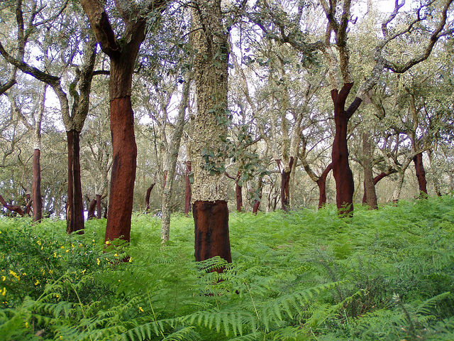 manfaat pohon gabus 10