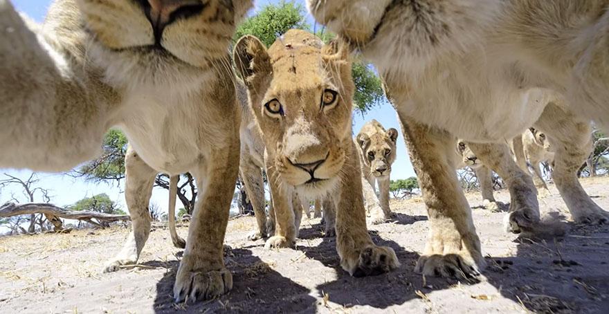 lion-photos-close-up-car-l-chris-mclennan-3