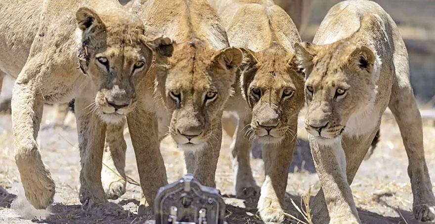 lion-photos-close-up-car-l-chris-mclennan-4