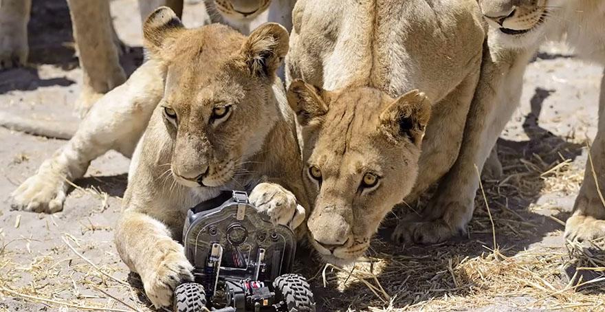 lion-photos-close-up-car-l-chris-mclennan-6